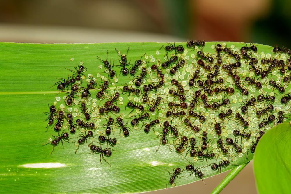 Adiós hormigas en el jardín: la barata receta casera que le pone fin a los insectos en tu parque