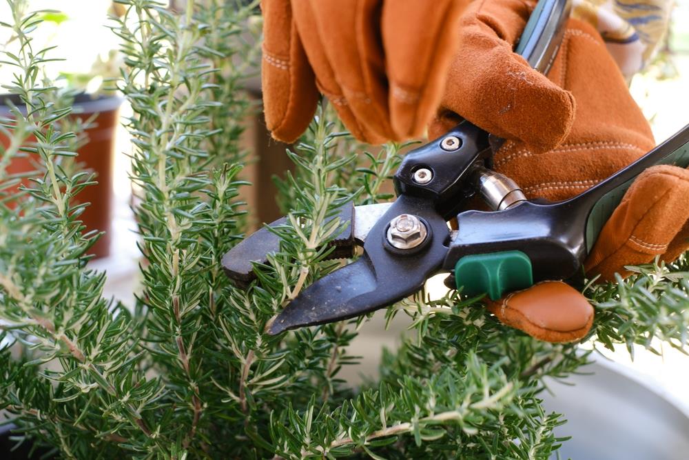 Esta es la regla de oro para tener un romero colorido y perfumado en verano