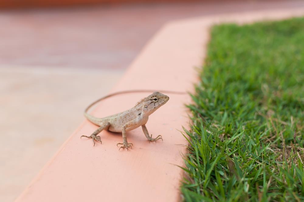 La verdadera razón por la que tu jardín está repleto de lagartijas en verano