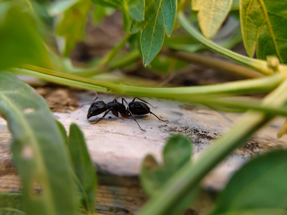 El barato truco casero que le pone fin a las hormigas del jardín